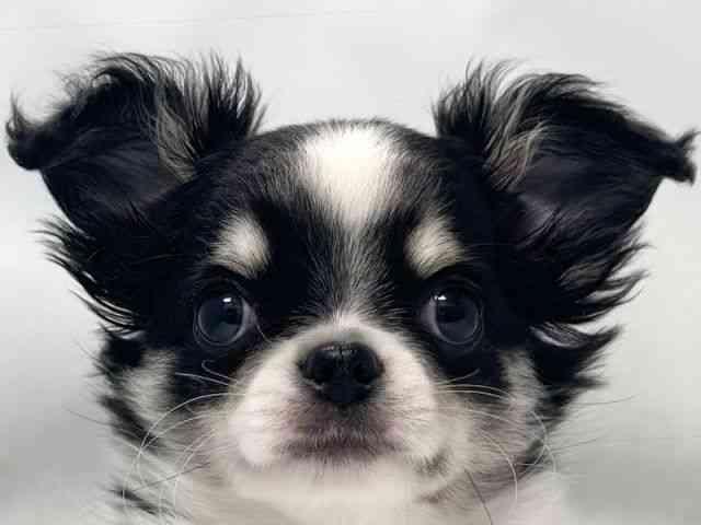 大阪府のチワワ(ロング) (ひごペットフレンドリー堺プラットプラット店/2025年12月28日生まれ/男の子/ブラックタンホワイト)の子犬の1枚目の画像