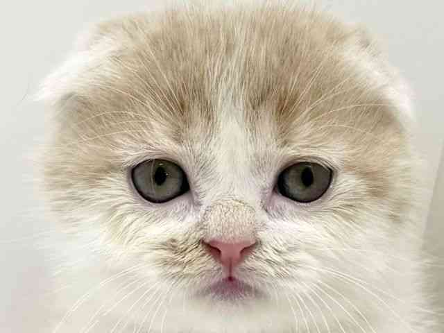 大阪府のスコティッシュフォールド (ひごペットフレンドリーくずはモール店/2025年12月29日生まれ/男の子/クリームタビーホワイト)の子猫の1枚目の画像