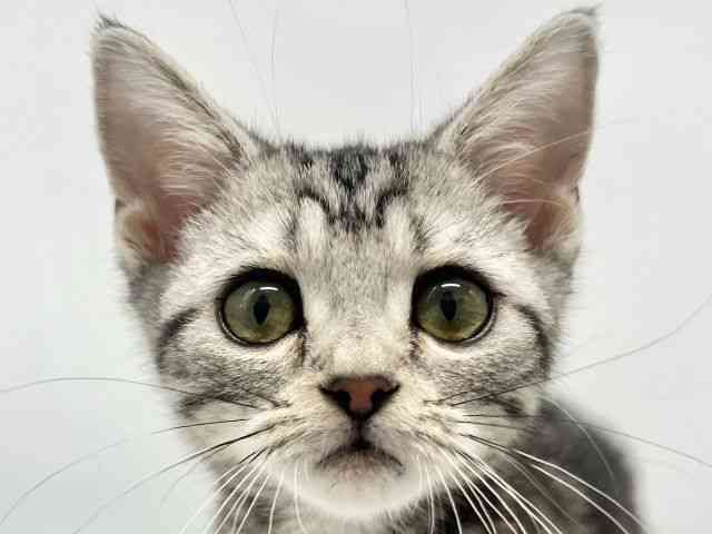 大阪府のアメリカンショートヘアー (ひごペットフレンドリーイオンタウン豊中庄内店/2025年12月28日生まれ/女の子/シルバータビー)の子猫の1枚目の画像