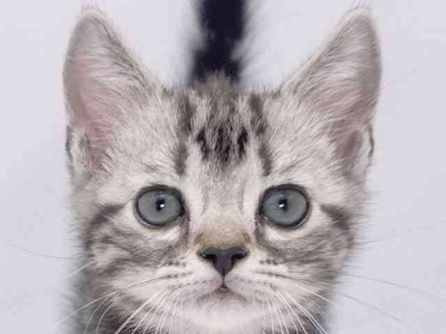 大阪府のアメリカンショートヘアー (ひごペットフレンドリーイズミヤショッピングセンター千里丘店/2025年12月27日生まれ/男の子/シルバータビー)の子猫