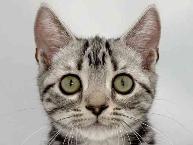 大阪府のアメリカンショートヘアー (ひごペットフレンドリーイズミヤショッピングセンター千里丘店/2025年12月27日生まれ/男の子/シルバータビー)の子猫の1枚目の画像