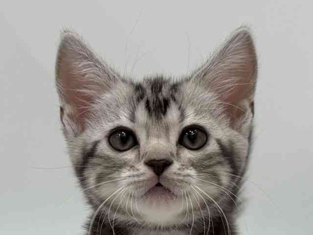 愛知県のアメリカンショートヘアー (ひごペットフレンドリーヴィアモール アピタ江南西店/2025年12月27日生まれ/男の子/シルバータビー)の子猫の1枚目の画像