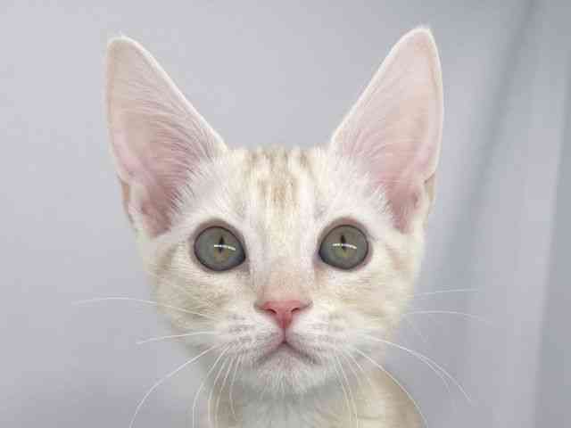 兵庫県のアメリカンショートヘアー (ひごペットフレンドリーイオンタウン加古川店/2025年12月27日生まれ/男の子/レッドタビー)の子猫の1枚目の画像