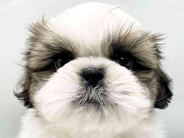 奈良県のシーズー (ひごペットフレンドリートナリエ大和高田店/2025年12月29日生まれ/男の子/ホワイトゴールド)の子犬の1枚目の画像