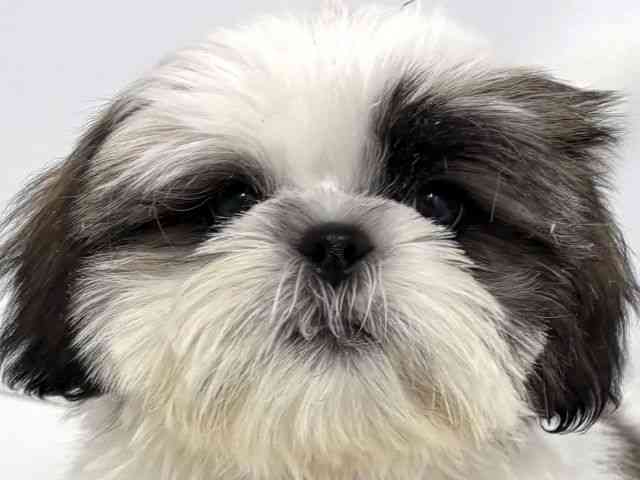 大阪府のシーズー (ひごペットフレンドリーベルファⅡ都島店/2025年12月29日生まれ/男の子/ホワイトゴールド)の子犬の1枚目の画像