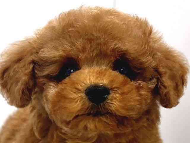 奈良県のトイプードル(トイ) (ひごペットフレンドリー奈良パワーシティ店/2025年12月24日生まれ/男の子/レッドフォーン)の子犬の1枚目の画像