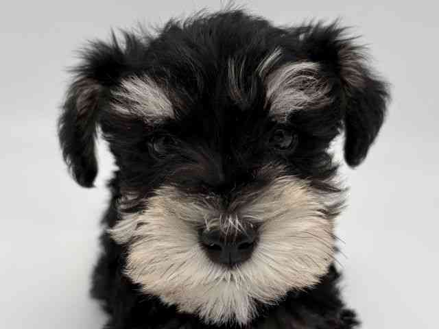 島根県のミニチュアシュナウザー (ひごペットフレンドリーイオンモール出雲店/2025年12月28日生まれ/男の子/ブラックシルバー)の子犬の1枚目の画像