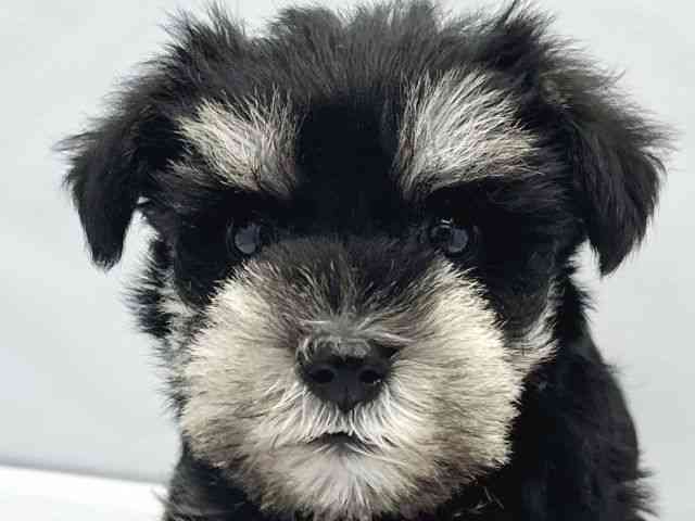 大阪府のミニチュアシュナウザー (ひごペットフレンドリーイトーヨーカドー津久野店/2025年12月28日生まれ/女の子/ブラックシルバー)の子犬の1枚目の画像