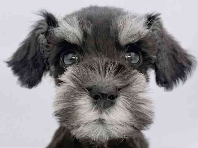 大阪府のミニチュアシュナウザー (ひごペットフレンドリーイズミヤショッピングセンター千里丘店/2025年12月28日生まれ/男の子/ブラックシルバー)の子犬