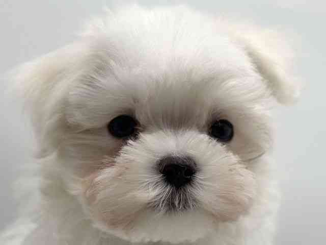 香川県のマルチーズ (ひごペットフレンドリーゆめタウン高松店/2025年12月27日生まれ/男の子/ホワイト)の子犬