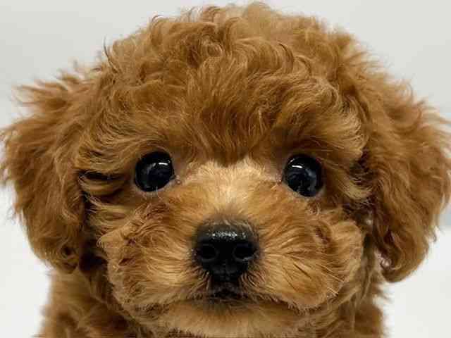 大阪府のトイプードル(トイ) (ひごペットフレンドリーイオンタウン豊中庄内店/2025年12月28日生まれ/男の子/レッドフォーン)の子犬