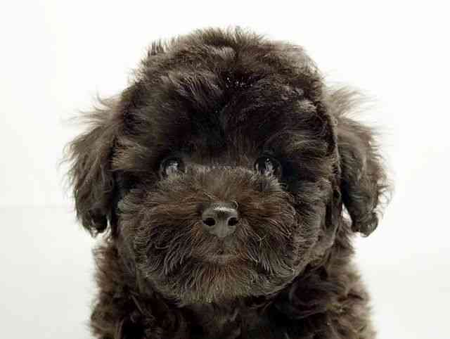 兵庫県のトイプードル(トイ) (ひごペットフレンドリーコロワ甲子園店/2025年12月29日生まれ/男の子/ブラック)の子犬の1枚目の画像