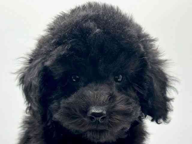 香川県のトイプードル(トイ) (ひごペットフレンドリーゆめタウン高松店/2025年12月29日生まれ/男の子/ブラック)の子犬