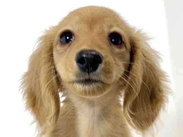 兵庫県のカニンヘンダックスフンド(ロング) (ひごペットフレンドリーイトーヨーカドー明石店/2025年12月28日生まれ/女の子/ゴールド)の子犬の1枚目の画像