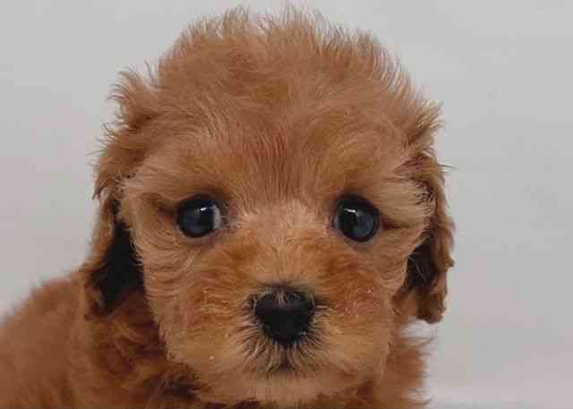 鳥取県のトイプードル(トイ) (ひごペットフレンドリーイオンモール鳥取北店/2025年12月26日生まれ/女の子/レッド)の子犬の1枚目の画像