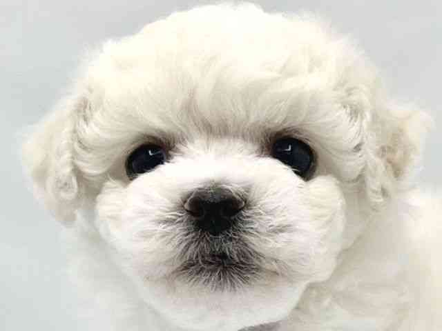 大阪府のビションフリーゼ (ひごペットフレンドリーイトーヨーカドー津久野店/2025年12月27日生まれ/男の子/ホワイト)の子犬