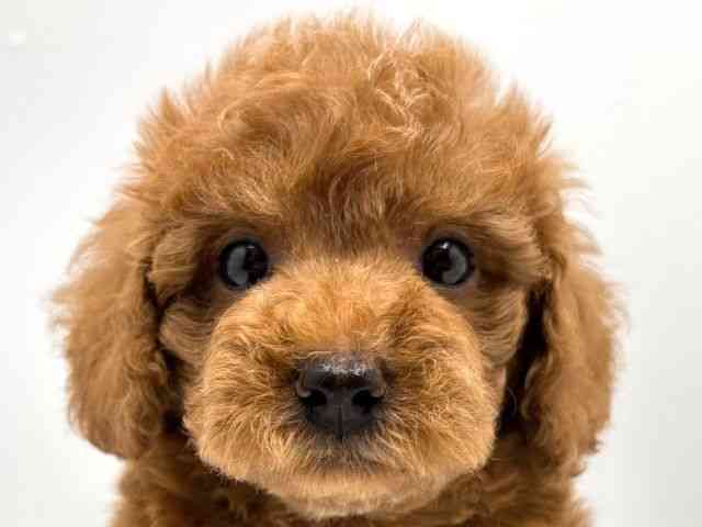 奈良県のトイプードル(トイ) (ひごペットフレンドリー田原本店/2025年12月24日生まれ/男の子/レッド)の子犬の1枚目の画像