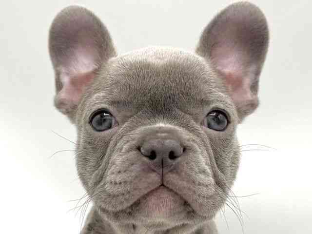 大阪府のフレンチブルドッグ (ひごペットフレンドリーららぽーとEXPOCITY店/2025年12月27日生まれ/女の子/ブルー)の子犬の1枚目の画像