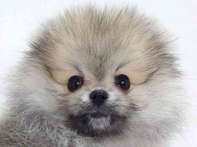 大阪府のポメラニアン (ひごペットフレンドリーいこらもーる泉佐野店/2025年12月29日生まれ/女の子/ウルフセーブル)の子犬の1枚目の画像