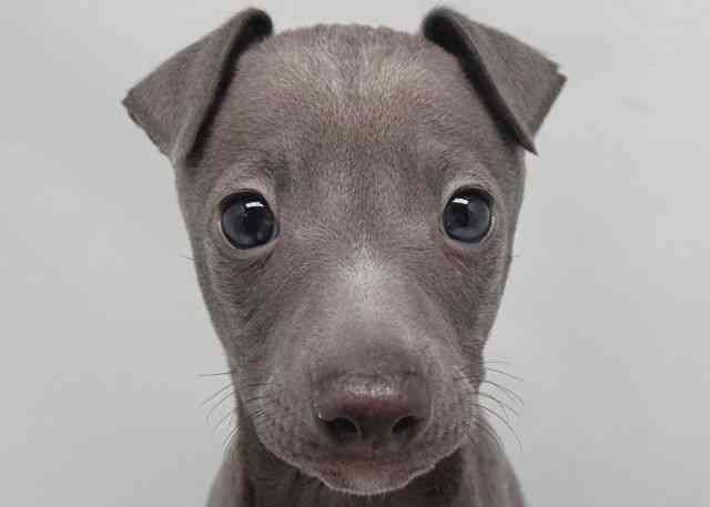 鳥取県のイタリアングレーハウンド (ひごペットフレンドリーイオンモール鳥取北店/2025年12月28日生まれ/男の子/ブルー)の子犬の1枚目の画像