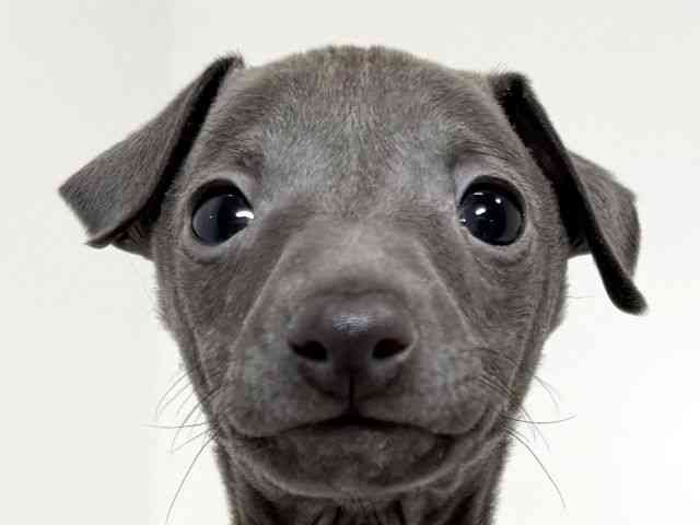 兵庫県のイタリアングレーハウンド (ひごペットフレンドリーイトーヨーカドー明石店/2025年12月28日生まれ/男の子/ブルー)の子犬