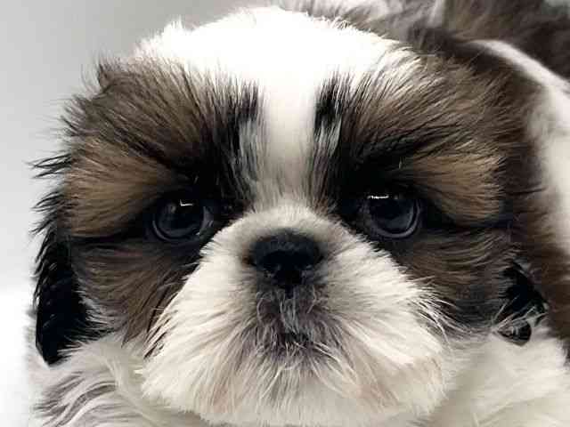 京都府のシーズー (ひごペットフレンドリーイオンモール高の原店/2025年12月29日生まれ/男の子/ホワイトゴールド)の子犬の1枚目の画像