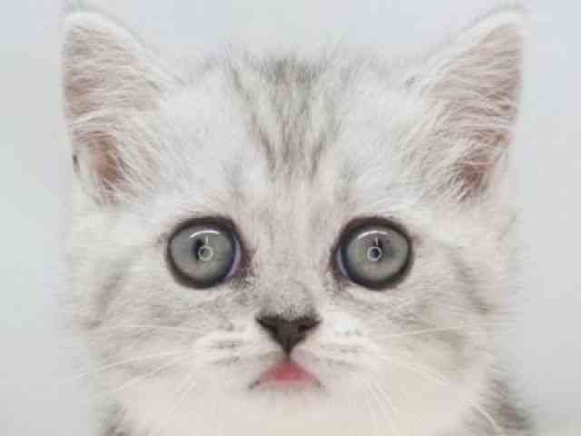 福岡県のマンチカン (ひごペットフレンドリーゆめタウン筑紫野店/2025年12月25日生まれ/女の子/シルバータビーホワイト)の子猫の1枚目の画像