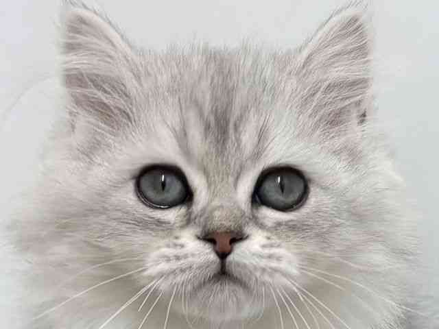 大阪府のマンチカン (ひごペットフレンドリーベルファⅡ都島店/2025年12月25日生まれ/女の子/シルバータビーホワイト)の子猫の1枚目の画像
