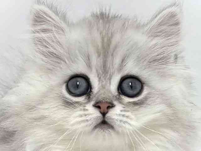 大阪府のマンチカン (ひごペットフレンドリーベルファⅡ都島店/2025年12月25日生まれ/女の子/シルバータビーホワイト)の子猫