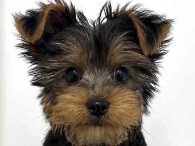 大阪府のヨークシャーテリア (ひごペットフレンドリーベルファⅡ都島店/2025年12月29日生まれ/男の子/スチールブルータン)の子犬の1枚目の画像