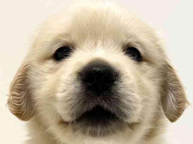 大阪府のゴールデンレトリバー (ひごペットフレンドリーイオン高槻店/2025年12月27日生まれ/女の子/ゴールデン)の子犬の1枚目の画像