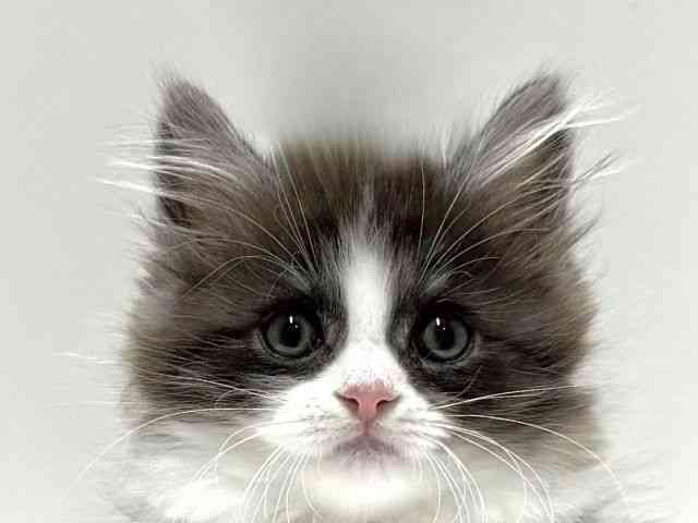 愛知県のミヌエット (ひごペットフレンドリーららぽーと名古屋みなとアクルス店/2025年12月30日生まれ/男の子/シルバータビーホワイト)の子猫の1枚目の画像