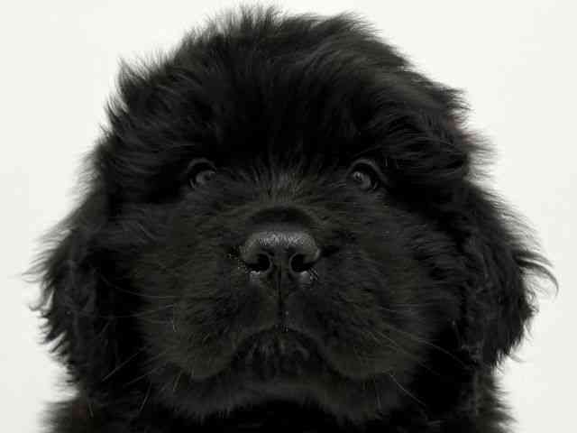 大阪府のニューファンドランド (ひごペットフレンドリーくずはモール店/2025年12月25日生まれ/男の子/ブラック)の子犬の1枚目の画像