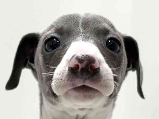 愛知県のイタリアングレーハウンド (ひごペットフレンドリーららぽーと名古屋みなとアクルス店/2025年12月28日生まれ/女の子/ブルーホワイト)の子犬の1枚目の画像