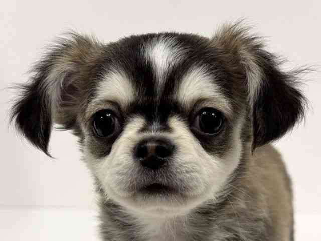 愛知県のチワワ(ロング) (ひごペットフレンドリーイトーヨーカドー知多店/2025年12月29日生まれ/男の子/ウルフホワイト)の子犬の1枚目の画像