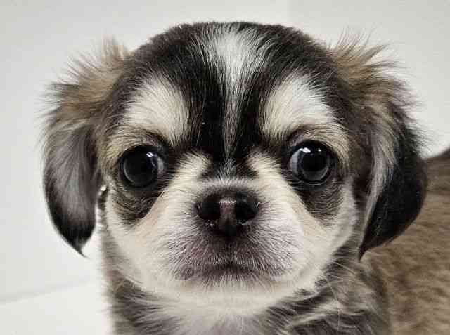 愛知県のチワワ(ロング) (ひごペットフレンドリーイトーヨーカドー知多店/2025年12月29日生まれ/男の子/ウルフホワイト)の子犬の1枚目の画像