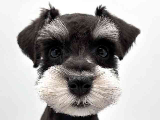 奈良県のミニチュアシュナウザー (ひごペットフレンドリー田原本店/2025年12月29日生まれ/男の子/ブラックシルバー)の子犬の1枚目の画像