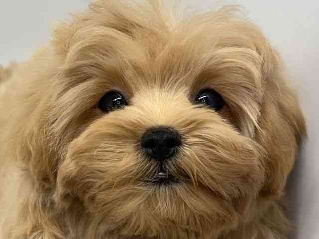 大阪府のマルプー(マルチーズ×プードル) (ひごペットフレンドリーセブンパーク天美店/2025年12月30日生まれ/女の子/クリーム)の子犬の1枚目の画像