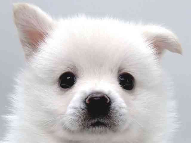 京都府のポメ柴/豆ポメ/ポメ豆柴(ポメラニアン×柴犬) (ひごペットフレンドリー京都店/2025年12月22日生まれ/男の子/白)の子犬の1枚目の画像