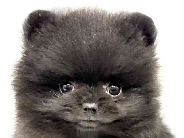 大阪府のポメラニアン (ひごペットフレンドリーイオンタウン豊中庄内店/2025年12月27日生まれ/男の子/ブラック)の子犬の1枚目の画像