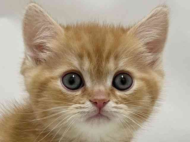 和歌山県のミヌエット (ひごペットフレンドリーパームシティ和歌山店/2025年12月31日生まれ/男の子/レッドタビー)の子猫の1枚目の画像