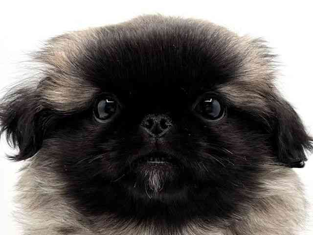 大阪府のペキニーズ (ひごペットフレンドリーみのおキューズモール店/2025年12月27日生まれ/男の子/フォーン)の子犬の1枚目の画像