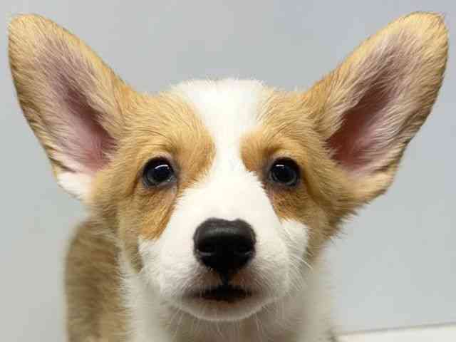 大阪府のウェルシュコーギーペンブローク (ひごペットフレンドリーセブンパーク天美店/2025年12月29日生まれ/女の子/レッドホワイト)の子犬の1枚目の画像