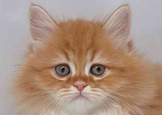 鳥取県のラガマフィン (ひごペットフレンドリーイオンモール鳥取北店/2025年12月27日生まれ/男の子/レッドタビーホワイト)の子猫の1枚目の画像