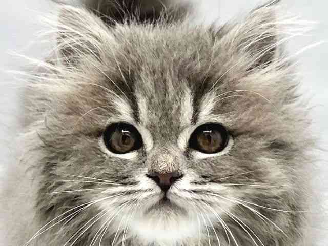 大阪府のスコティッシュフォールド (ひごペットフレンドリーイトーヨーカドー津久野店/2025年12月31日生まれ/女の子/ブルータビー)の子猫の1枚目の画像