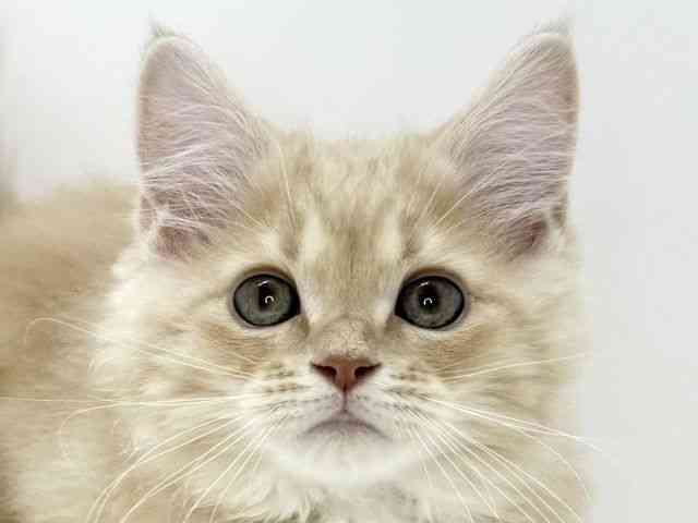 大阪府のミヌエット (ひごペットフレンドリーいこらもーる泉佐野店/2025年12月3日生まれ/男の子/クリームタビー)の子猫の1枚目の画像