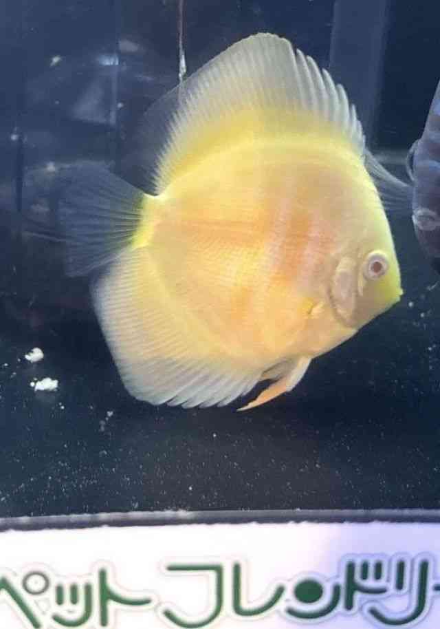 ゴールド　アルビノ　ディスカス 写真個体】アルビノゴールデン・ディスカス（11-12cm） - 熱帯魚