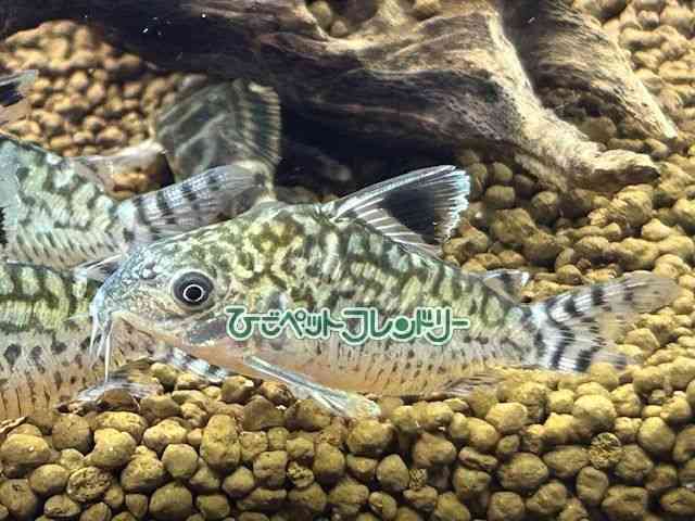 コリドラス ショートノーズ[コリドラス レティキュラータス] | ひご