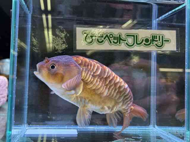 その他[ドラゴンスケール 丹鳳] | ひごペットフレンドリー 【 公式