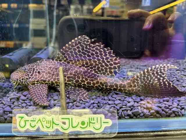 その他（中・大型）[セルフィンプレコ XXL] | ひごペットフレンドリー